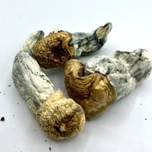 APE Magic Mushrooms (Albino Penis Envy) (BOGO 8ths!!!)