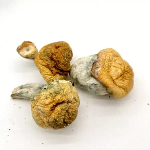 Bluey Vuitton – Award Winning Strain Mushrooms