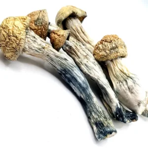 Albino Mel Mac Exotic Psilocybin Strain (BOGO 8ths!!!)