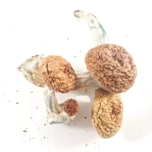 Magic Mushrooms (BOGO 8ths!!)