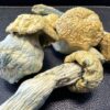 Yeti Psilocybin Cubensis Strain oz