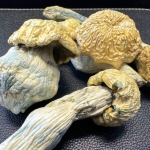 Yeti Psilocybin Cubensis Strain oz